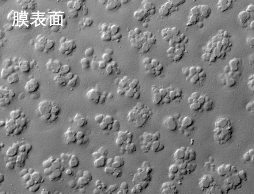 午夜福利视频导航燒結管式膜電鏡照片 午夜福利视频导航燒結管式膜電鏡照片